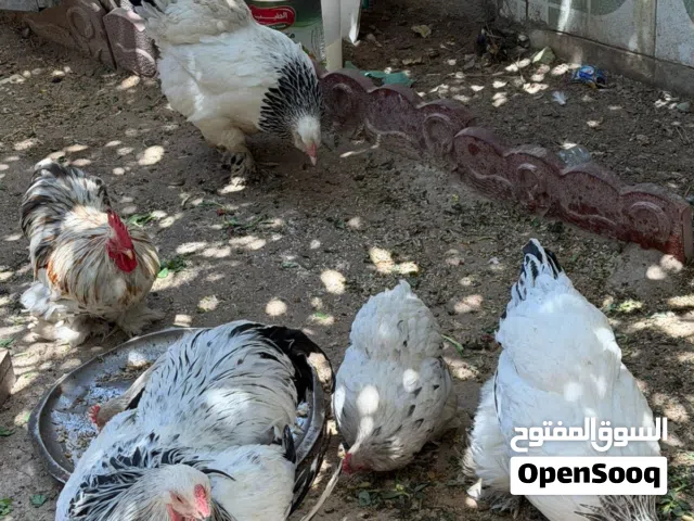 دجاج للبيع