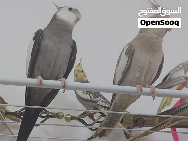 cockatiel for sale