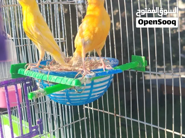 متاح جوز كنار شغالات بالصلاة على النبي وحبتين مخاليف مش كاشفات لحد الان
