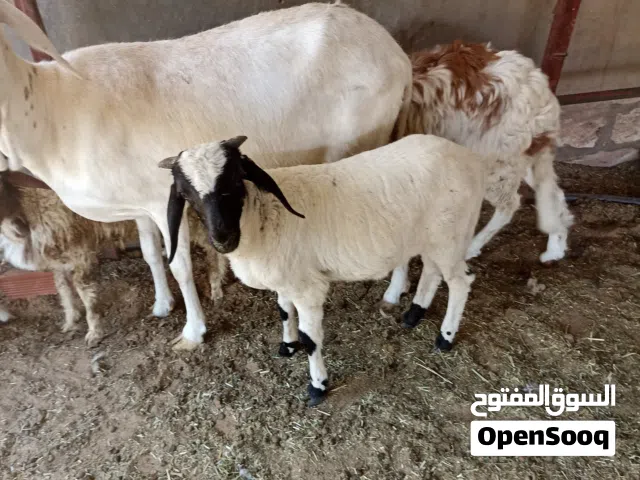 نعجة للبيع تحتها خروف سنة ربع خروف عمره شهرين