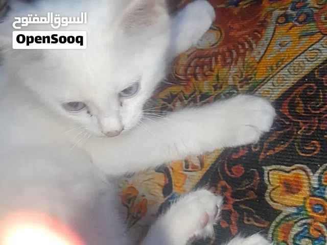قط شيرازي للتبني