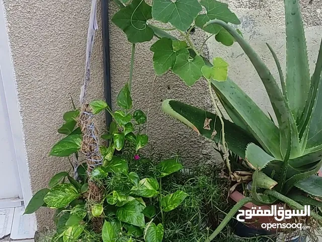 two money plants one big alovera plant plant four other plants