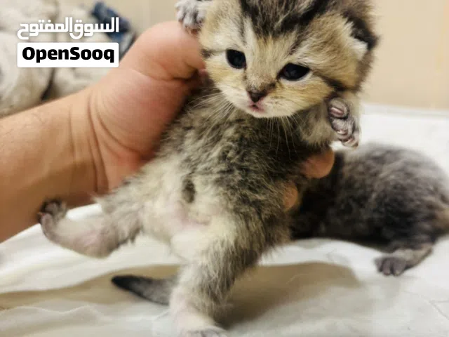 2 قطط صغيره سكوتش فولد تايجر للبيع مع الام