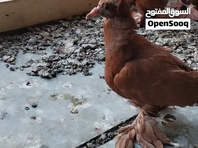 بيع حمام نوع راعبي