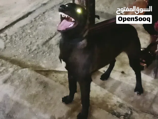 نتايه مالينو شربونى الله واكبر