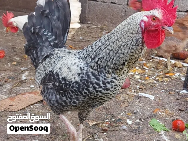 ديك بلدي نوع بليموث روك مزخرف اسود وابيض ودجاجة بلدي لون احمر و 4 ديوك بلدي لون ابيض في الصور