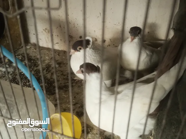 حمام للبدل على كنار