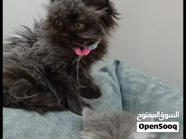 قطط داخل راس الخيمة