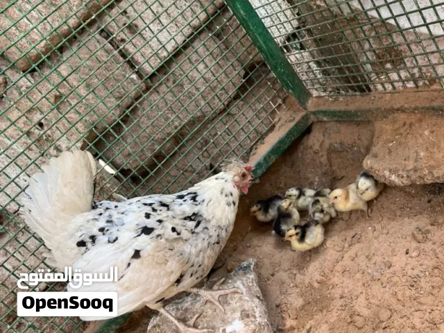 سلام عليكم