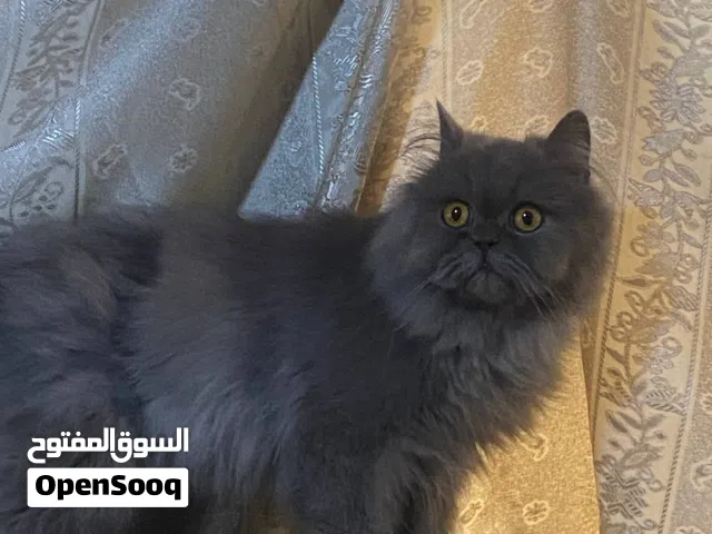 قطه التبني