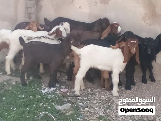 صخلاات بلديات عدد 12ومعاهن جدي مفطومات على طاوله علف وسرحات عمارهن شهرين ونص صحه متازة قطعه حلوه