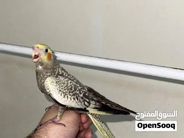 كوكتيل اليف اليزابيل