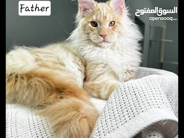 Amazing Maine Coon from best lines