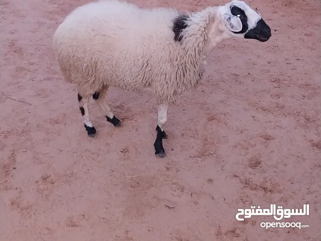 نعجة هجين طوق عشره في شهرين سنة رباعي للبيع لأعلى سعر مكان بير العالم تأجوراء صاحب الرزق