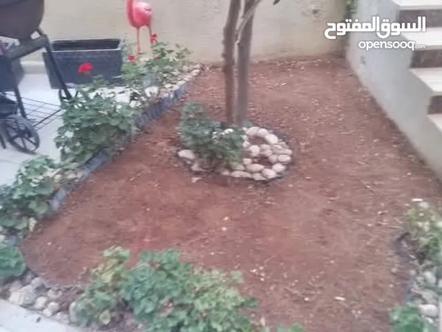 نجيل طبيعي نجيل ديكوندرا