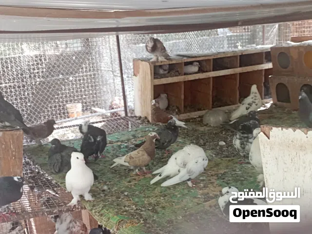 حمام انواع جميلة.للبيع