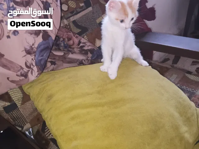 بس العمر شهرين بالتبني