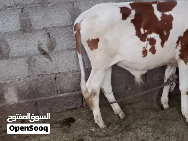 عجل محلي سمين خالي من الامراض   الرجاء تواصل في الواتس اب او اتصال