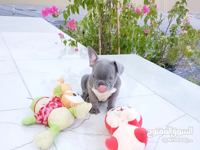 offer french bulldog
