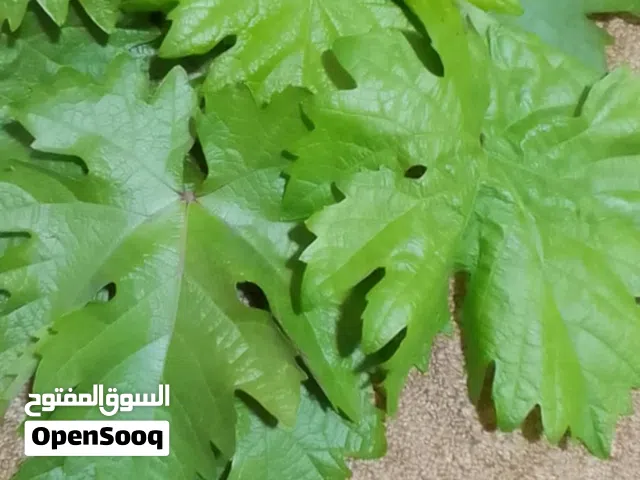 ورق عنب نخب للبيع