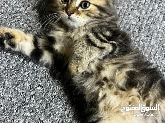 شيرازي تركي أصلي