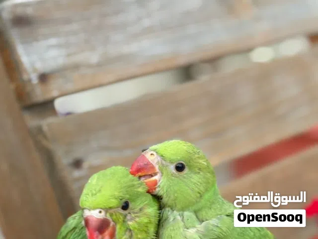 ببغاء دره للبيع اليفات جدا و جاهزات للتعليم