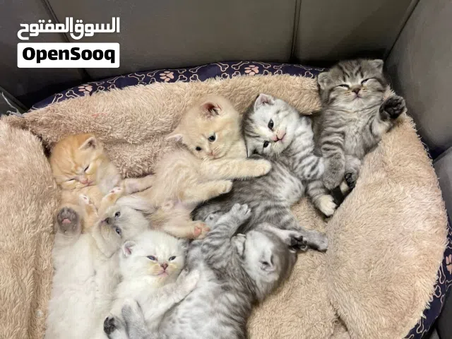 اسكاتش فولدد إيرز شورت هير