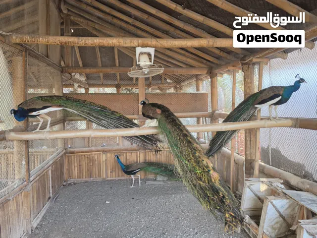 ذكور طاووس للبيع او بدل مع انثى