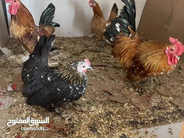 دجاج سيراما+كوتشينا+بلدي + فراخ بلدي او ابو رقبه + فرعوني او حبت رود ايلند