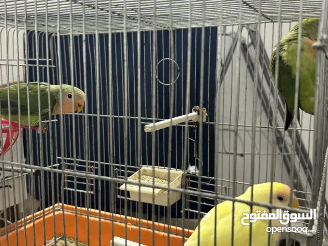 جوز روز منتج للبيع