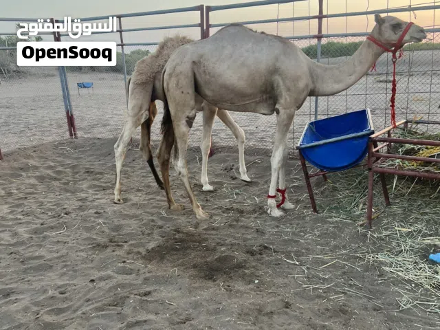 بكره فطيمة للبيع