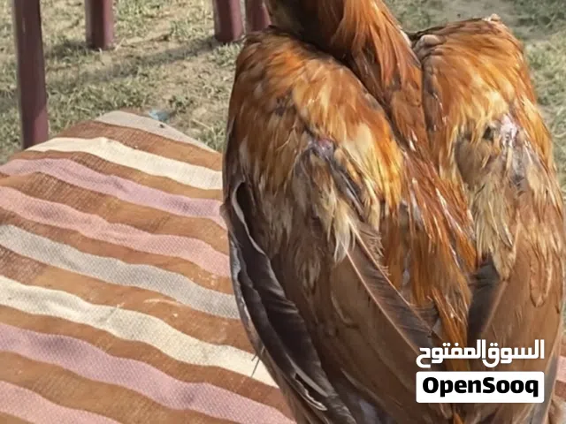 ديك فارسي فاخر الرياض او الباحه