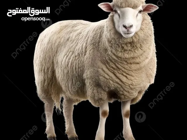 لحام ذبح الأظاحي في المنازل الزرقاء ابو قصي