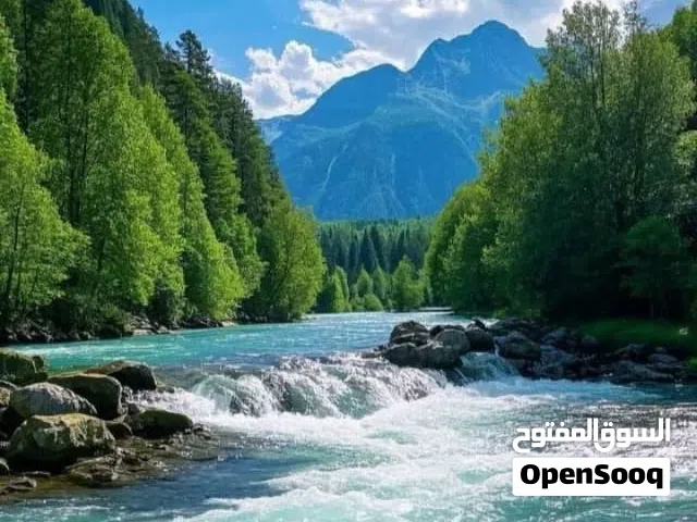 شقه للايجار شارع الرشيد دور اول