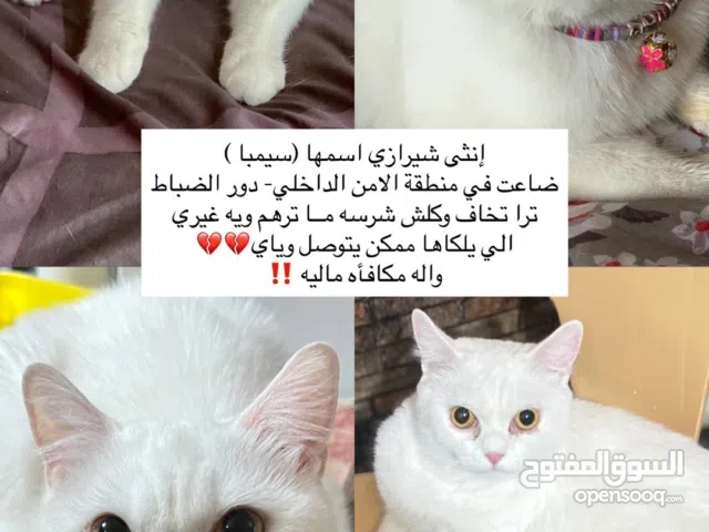 انثى شيرازي اسمها (سيمبا) ضاعت في منطقة الامن الداخلي