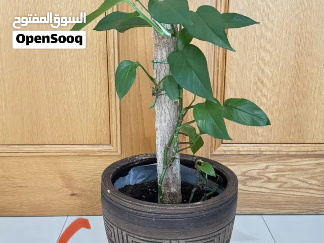 Indoor and Outdoor Plants and Pots