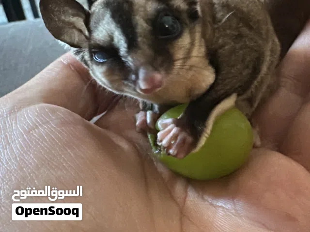 السنجاب الطائر Sugar Glider