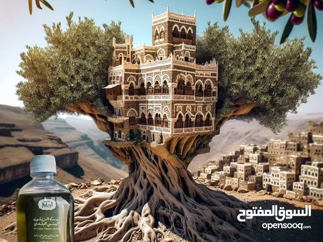 زيت الزيتون يمني من مزارع اليمن