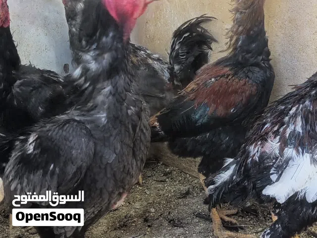 ديوك الماني شرعات  وديوك بلدي بسعر حرق