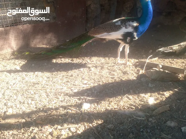 نوادر الطاووس