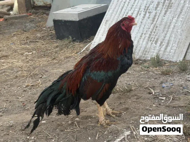 ديك مستورد ميوالي زيرو