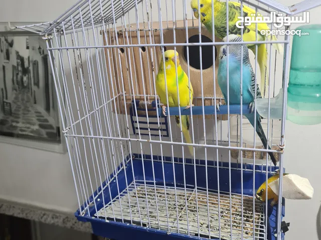 طيور بادجي جاهز للبيع بقص و عش