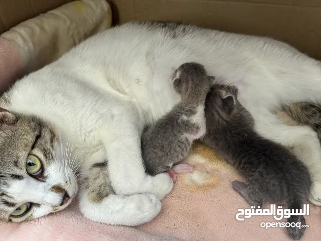 قط للتبني بدون فلوس القطط كلهم
