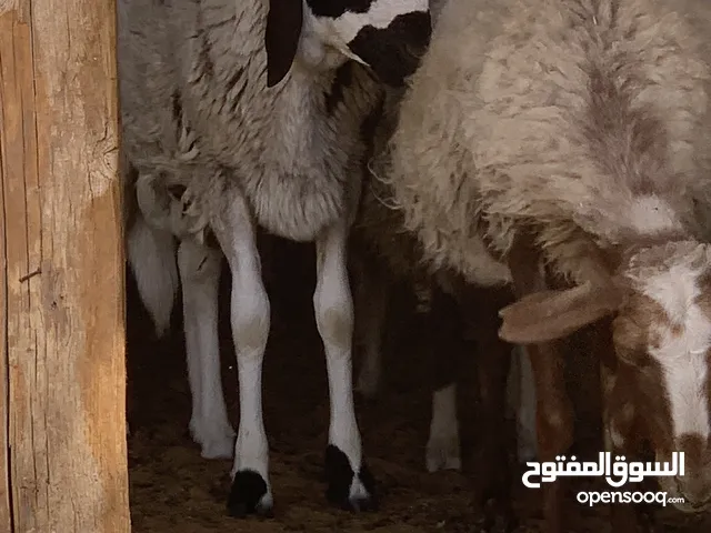 خرفان للبيع ومعاهم نعجه