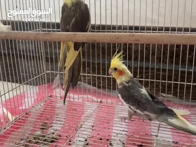 جوز كوكتيل منتج وقبل بل معقول