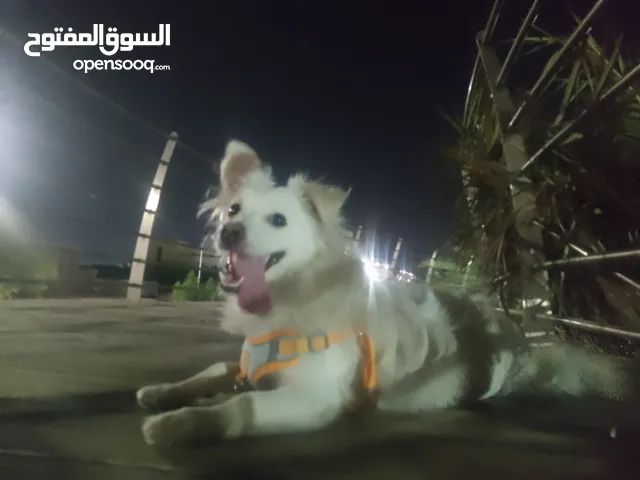 كلب الإسكيمو الامريكي