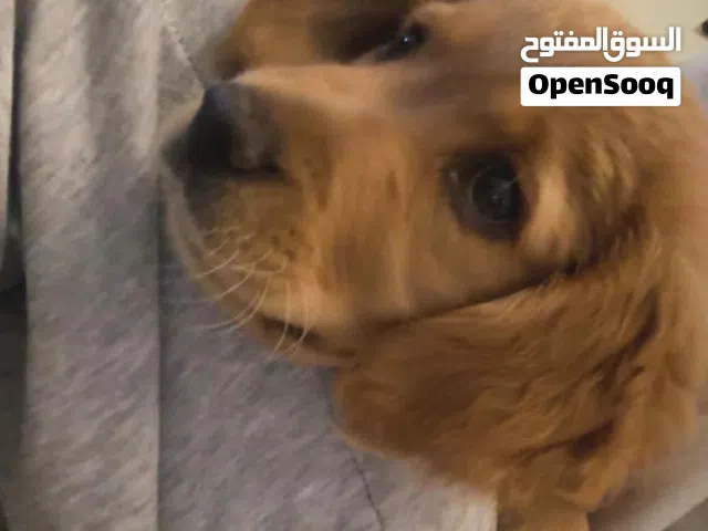 كلب قولدن ريتريفر Golden retriever