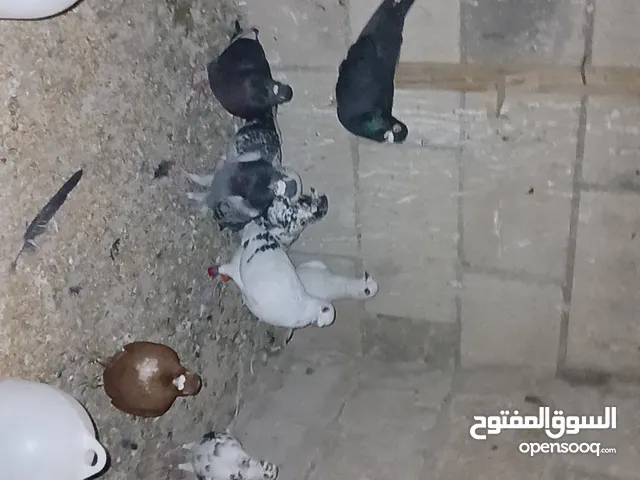 بسم الله ماشاء الله موجود قطعت حمام بصلاه على النبي فيها خشن وفيها نعام وفيها جواز وفيها فرداوي