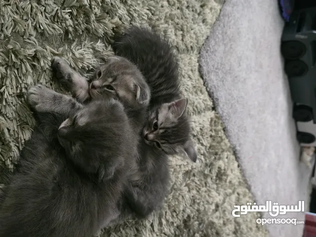 2 kittens for adoption. British shorthair and Scottish fold