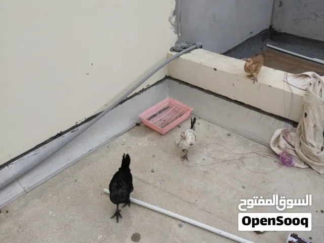 دجاج عربي د